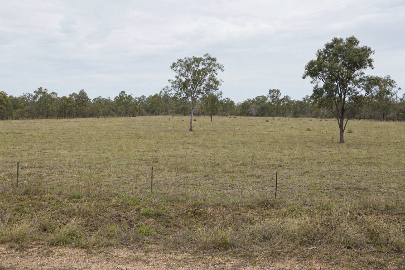 Ordinary vacant Queensland block with patchy grass, a simple fence and scattered eucalyptus trees